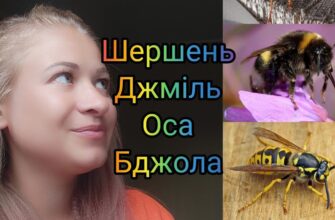 Джміль і бджола: ключові відмінності між корисними комахами
