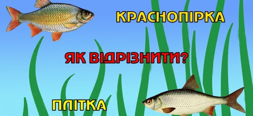 Відмінності краснопірки та плотви: ключові ознаки риб для рибалок