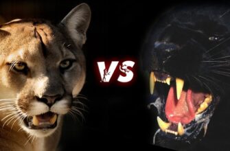 Відмінності між пугою та пантерою: розкриваємо секрети природи