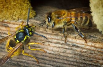 Оса і бджола: в чому різниця між цими важливими комахами?