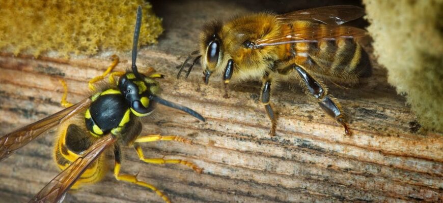 “Бджола і оса: основні відмінності та як їх розпізнати”