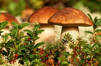 Міцелій гриба: основні функції та значення для екосистеми