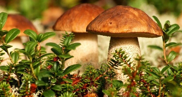 Міцелій гриба: основні функції та значення для екосистеми