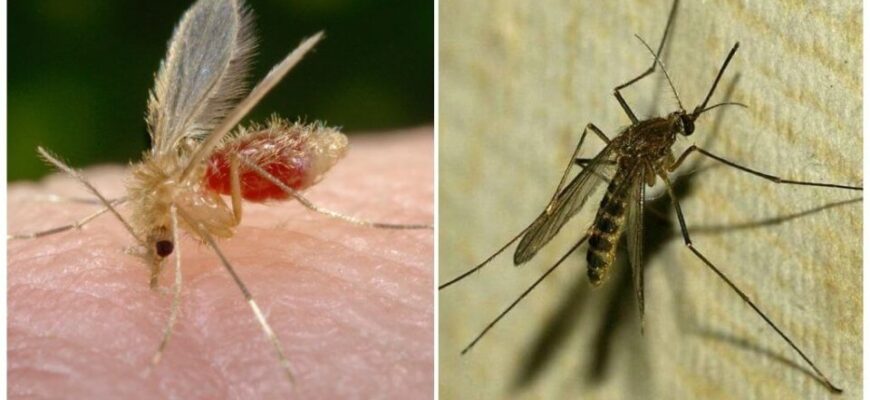 Різниця між москітами та комарами: детальний аналіз і факти