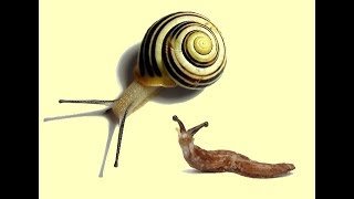 Слимак і Равлик: В Чому Різниця Та Як Їх Відрізнити?