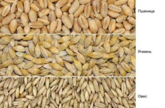 Жито і ячмінь: основні відмінності та користь для вашого здоров’я