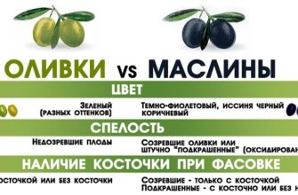 Оливки і маслини: В чому різниця між цими плодами?