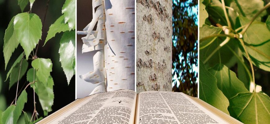 Осика і береза: основні відмінності та характеристики дерев