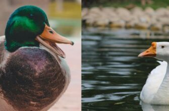 Гуска і качка: основні відмінності та унікальні особливості птахів