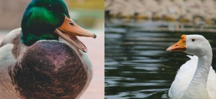Гуска і качка: основні відмінності та унікальні особливості птахів