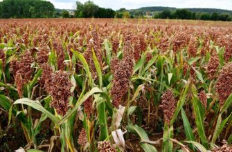 Різниця між просом і пшоном: детальний огляд та користь злаків