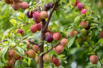 Диплоїдна слива: що це таке та чому вона важлива для садівництва?