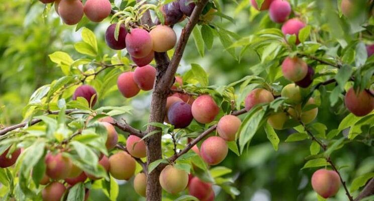 Диплоїдна слива: що це таке та чому вона важлива для садівництва?