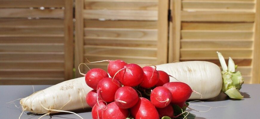 Редька і редис: у чому різниця та як обрати найкращий варіант?