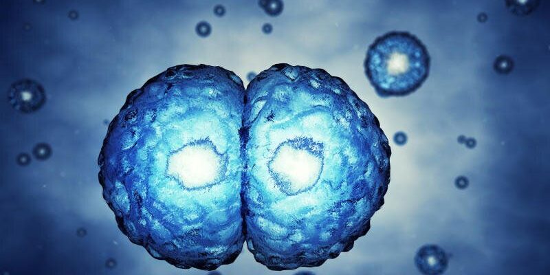 Регенерація: що це таке та як відбувається процес відновлення?