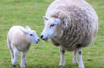 Різниця між вівцями та баранами: ключові відмінності та особливості