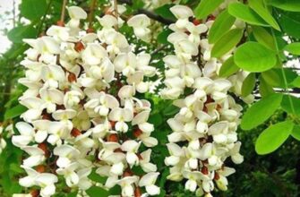 “Робінія та акація: у чому різниця? Порівняння видів і особливості”