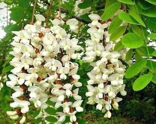 “Робінія та акація: у чому різниця? Порівняння видів і особливості” “Робінія та акація: у чому різниця? Порівняння видів і особливості”