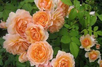 Різниця між трояндою та розою: ключові відмінності понять