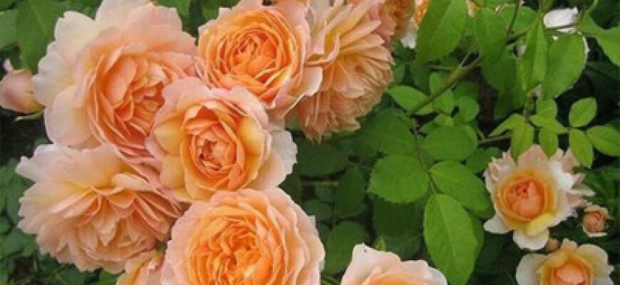 Різниця між трояндою та розою: ключові відмінності понять