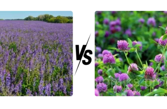 Конюшина і люцерна: головні відмінності та переваги використання