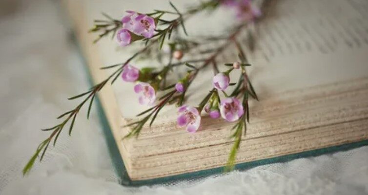 Анотація до книги: що це таке та як її правильно написати