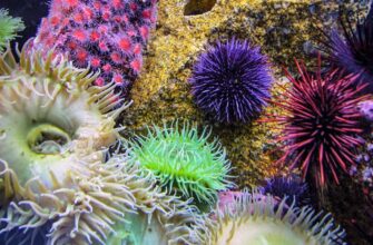 Біоценоз: Визначення, складові та значення в екосистемах Землі