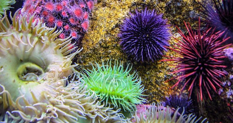 Біоценоз: Визначення, складові та значення в екосистемах Землі