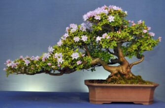 Що таке Бонсай: Мистецтво Створення Мініатюрних Дерев у Домашніх Умовах