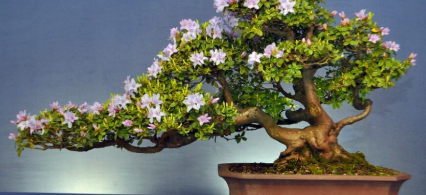 Що таке Бонсай: Мистецтво Створення Мініатюрних Дерев у Домашніх Умовах