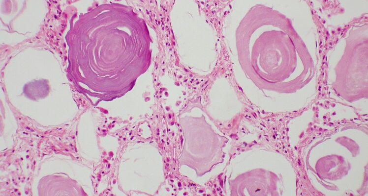 Гістологія: Важливість та роль у сучасній медицині для здоров’я
