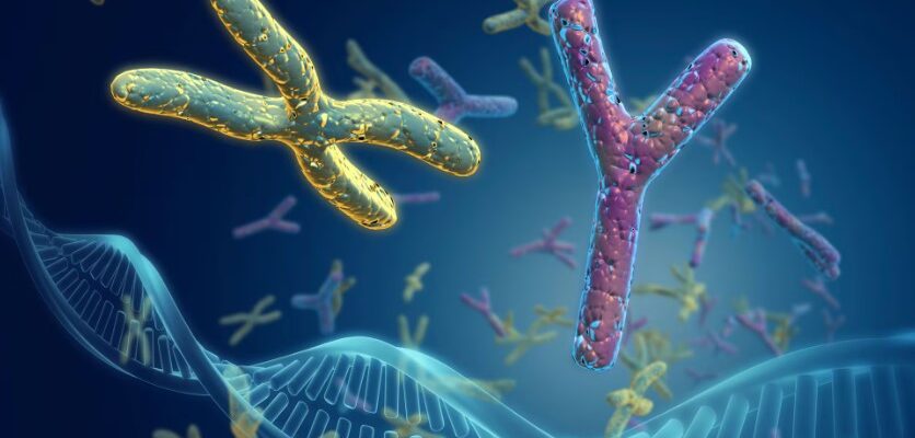 Що таке хромосоми: ключ до генетики та механізм спадковості людини