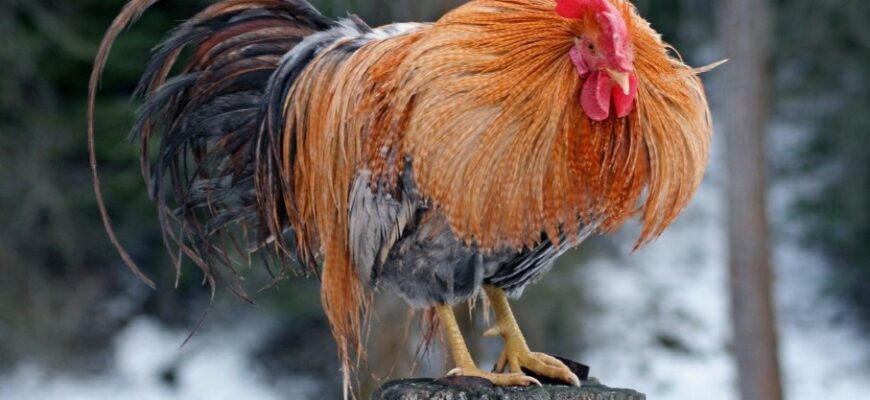 Когут: Його Роль у Світанкових Звуках та Культурному Наслідді