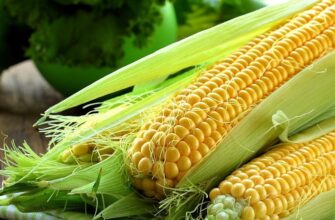 Кукурудзяні рильця: користь, застосування та лікувальні властивості