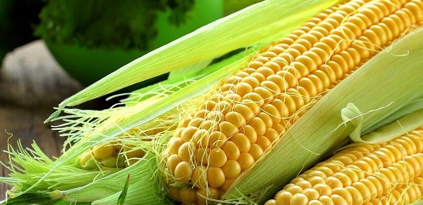 Кукурудзяні рильця: користь, застосування та лікувальні властивості