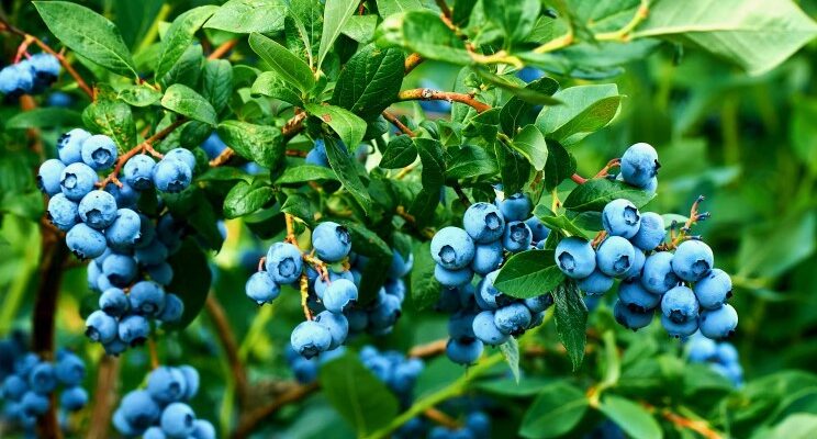 Лохина: Чим Корисна і Чому Стає Все Популярнішою Серед Споживачів