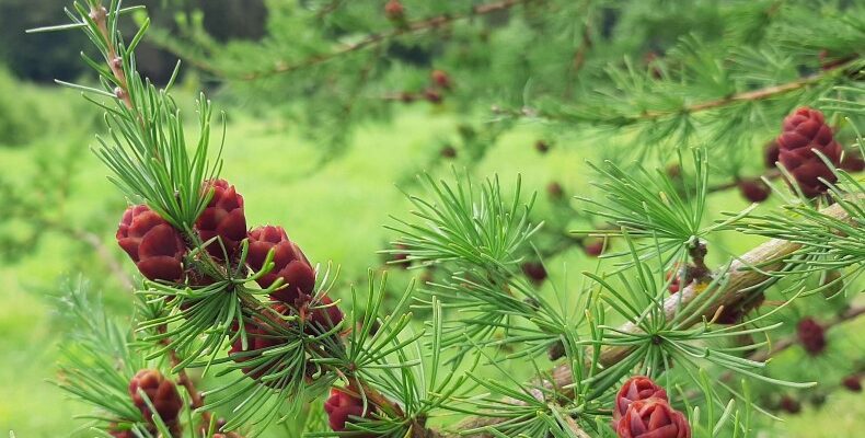 Модрина в Україні: визначення, поширення та місця зростання