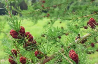 Модрина: Особливості, характеристики та використання деревини