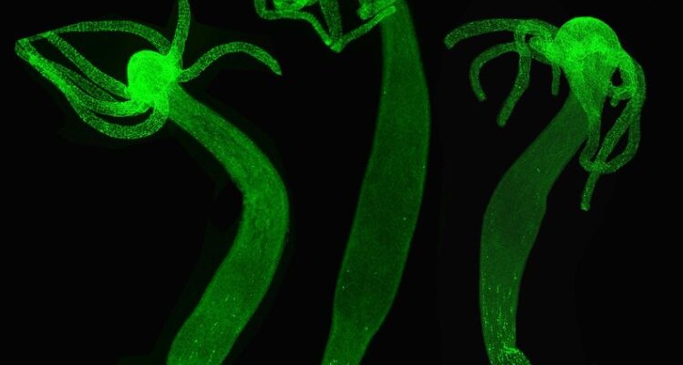 Нестатеве розмноження: Основи, переваги і приклади в природі