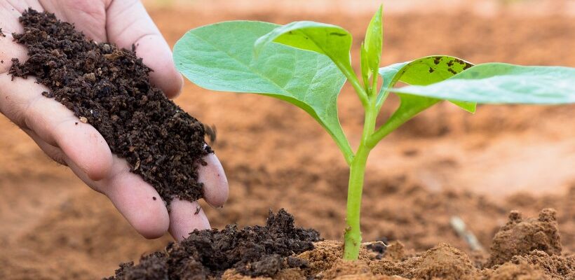 Органічні добрива: природна сила для родючості та здоров’я ґрунту