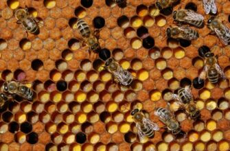 Перга: природній суперфуд з бджолиних вуликів для вашого здоров’я