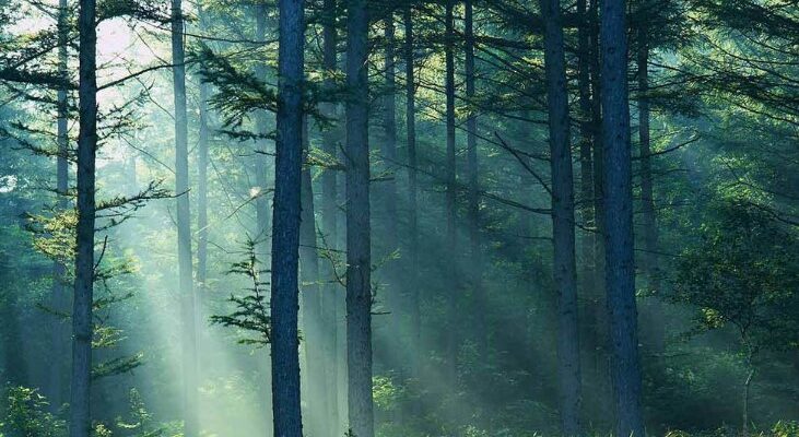 Природні зони: визначення, характеристики та їх значення для природи