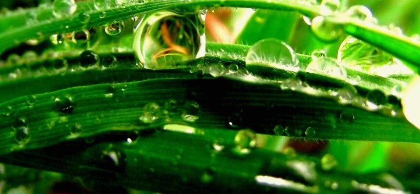 Роса: що таке й чому вона з’являється на світанку? Оптимізовано для Google