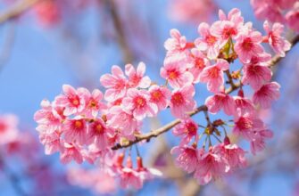Сакура: Японська Вишня як Символ Японії та Чарівність Весни