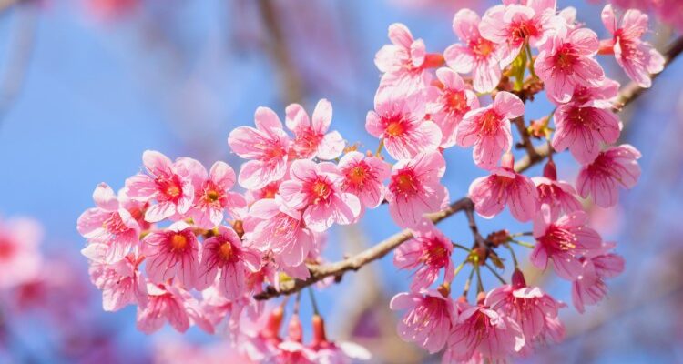 Сакура: Японська Вишня як Символ Японії та Чарівність Весни