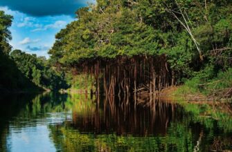 Сельва: визначення, особливості та значення тропічних лісів