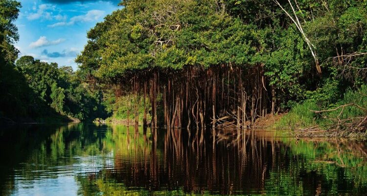 Сельва: визначення, особливості та значення тропічних лісів