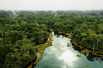 Сельва та Гілея: розкриття таємниць вічнозелених тропічних лісів
