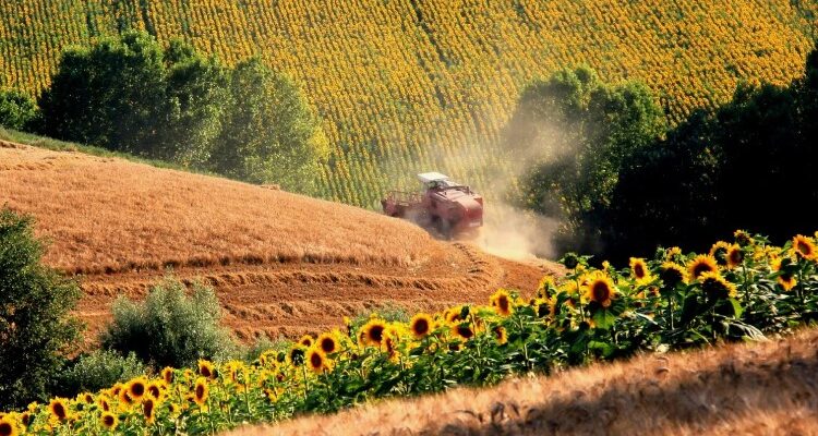 Сільське господарство: Основи, важливі аспекти та сучасні тренди