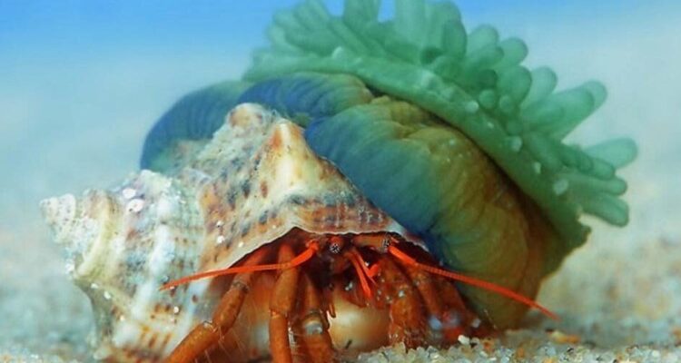 Симбіоз: що це таке та як він впливає на екосистеми Землі?